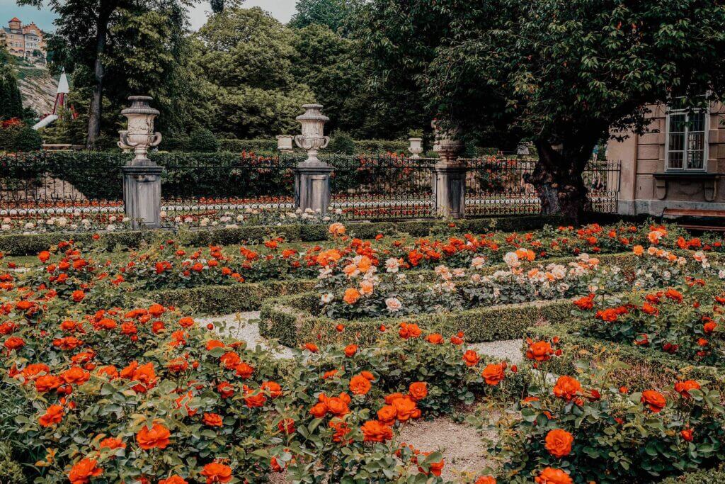 Schloss Mirabell gardens with vibrant red roses and manicured hedges