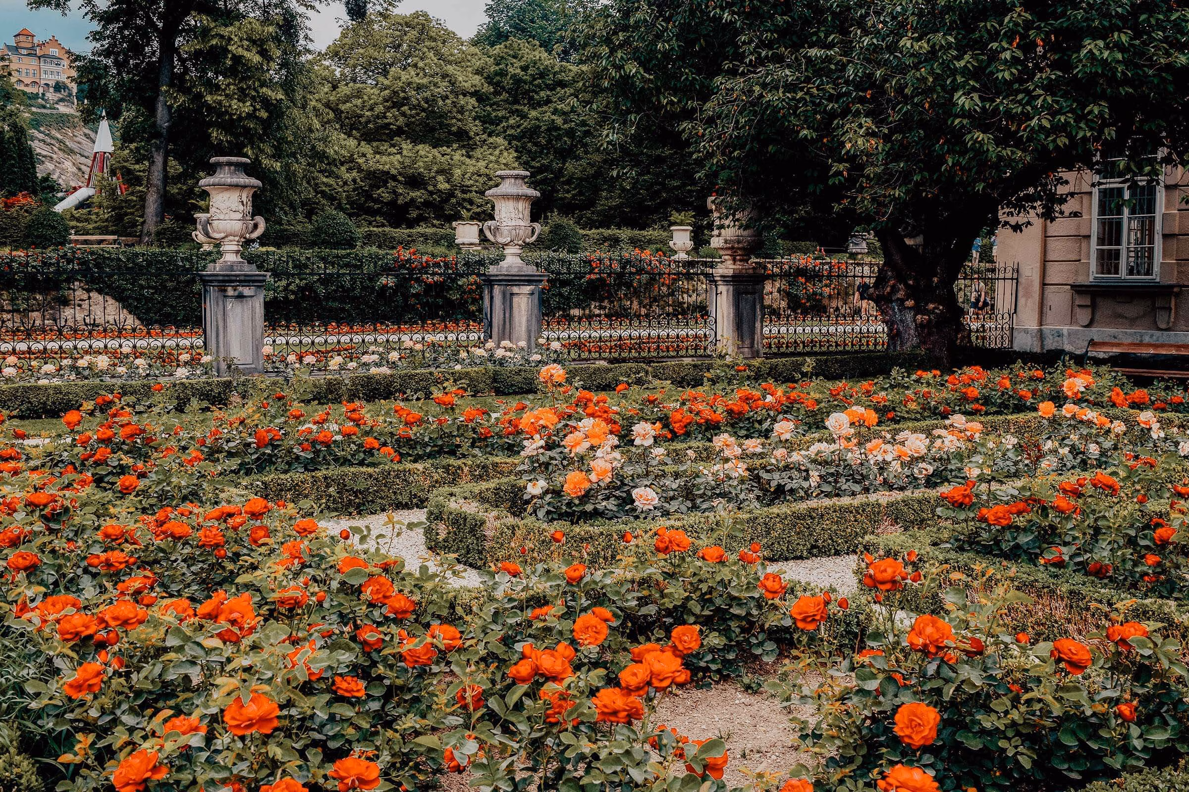 Rosengarten in den Mirabell Gärten Salzburg mit blühenden Rosen und Blick auf die Altstadt.